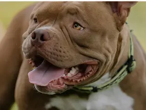 Video of Pit bulls attacking police during drug raid goes viral | WATCH