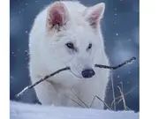 After 12,500 years! Extinct 'Game of Thrones' dire wolves brought back to life after thousands of years