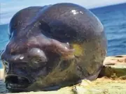 'That is 100 per cent an alien': Fisherman captures bizarre-looking creature - WATCH