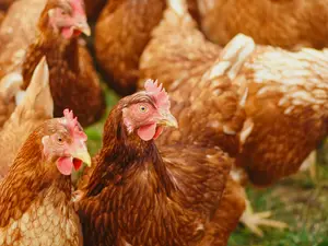 Bird flu scare: 100,000 hens culled in Andhra Pradesh as Indian state reports outbreak