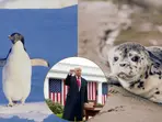 Tariff on seals and penguins? Donald Trump slaps Earth's remotest region with 10% tax