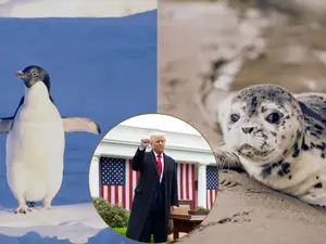 Tariff on seals and penguins? Donald Trump slaps Earth's remotest region with 10% tax