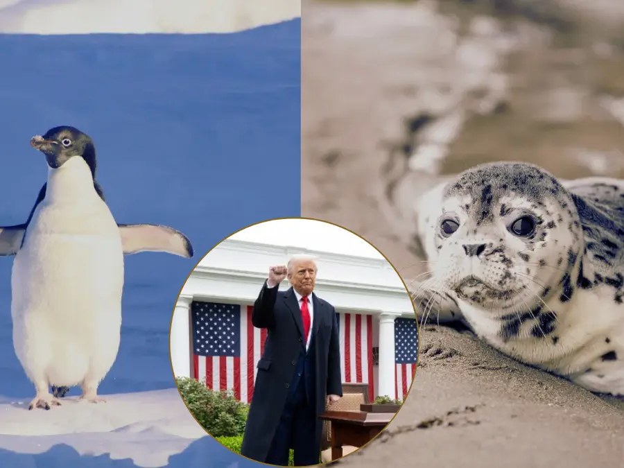 Tariff on seals and penguins? Donald Trump slaps Earth's remotest region with 10% tax