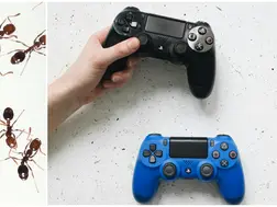 Fire ants invaded Japanese boy's game console. So he created a sand that repels them