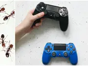 Fire ants invaded Japanese boy's game console. So he created a sand that repels them