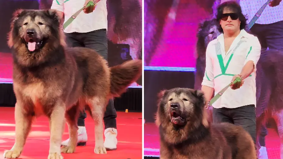Wolfdog worth $5.7 million: Indian man brings home world's most expensive dog