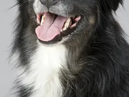 6 Dog Breeds That Stay Cool in Scorching Indian Summers