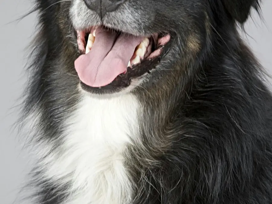 6 Dog Breeds That Stay Cool in Scorching Indian Summers