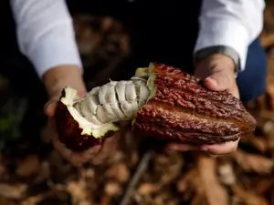 Can Brazil save chocolate? One farm thinks so