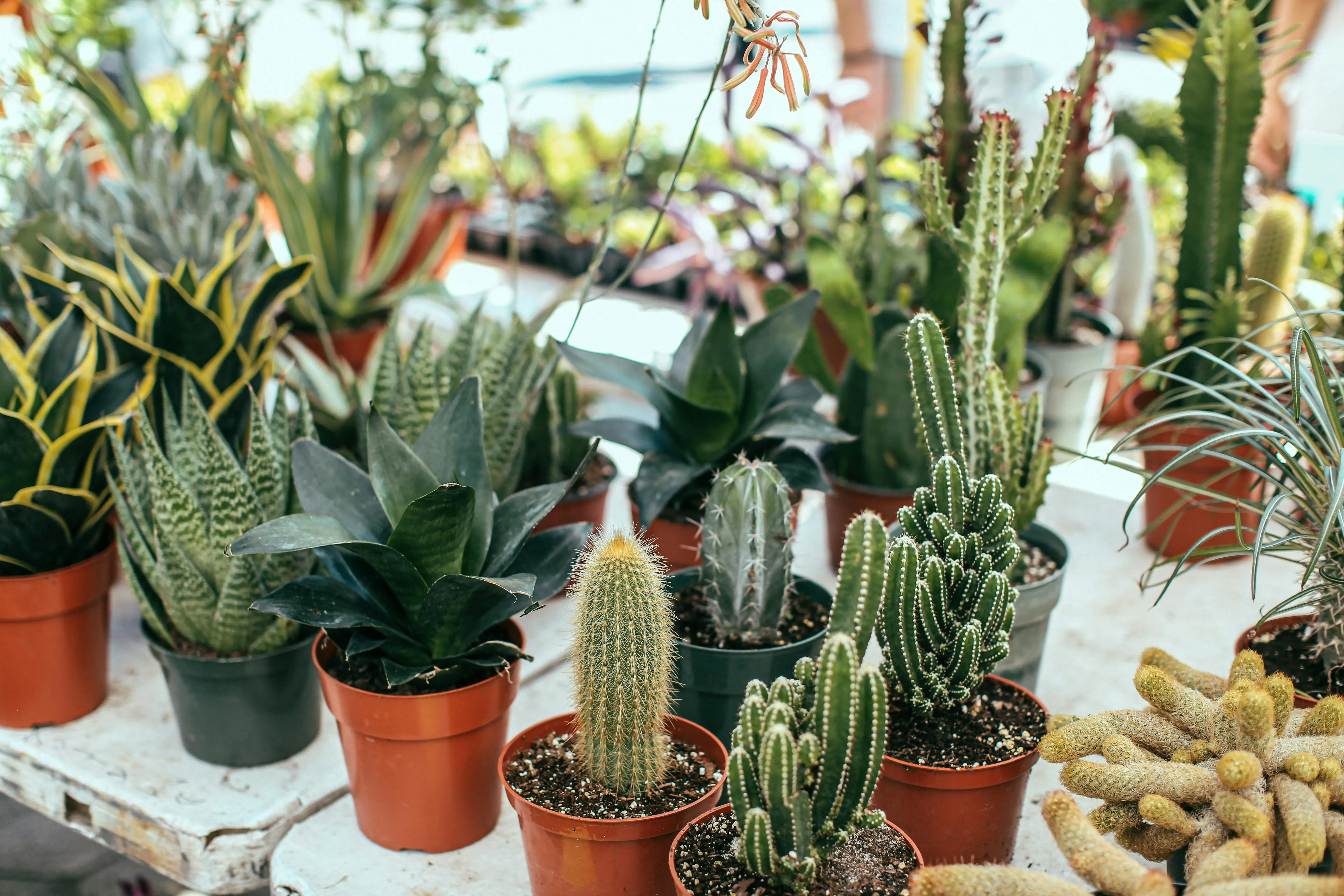 South Africa's 'super-strange looking' plants being poached South Africa's 'super-strange looking' plants being poached