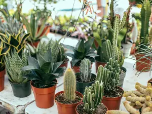 South Africa's 'super-strange looking' plants being poached