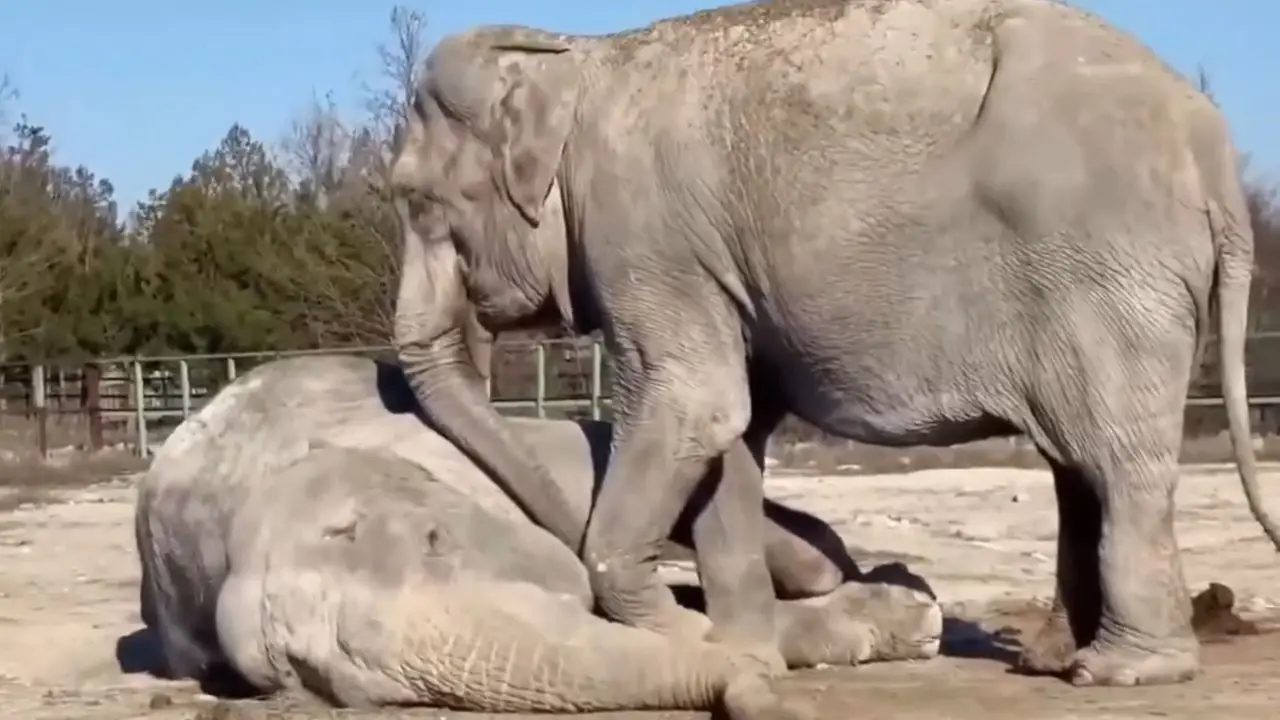 WATCH| Circus elephant mourns for her deceased partner, refuses to leave WATCH| Circus elephant mourns for her deceased partner, refuses to leave