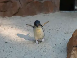 Penguins do not have unconditional ‘love’ as we commonly believe: Study