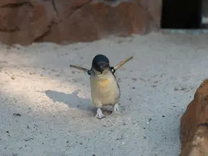 Penguins do not have unconditional ‘love’ as we commonly believe: Study