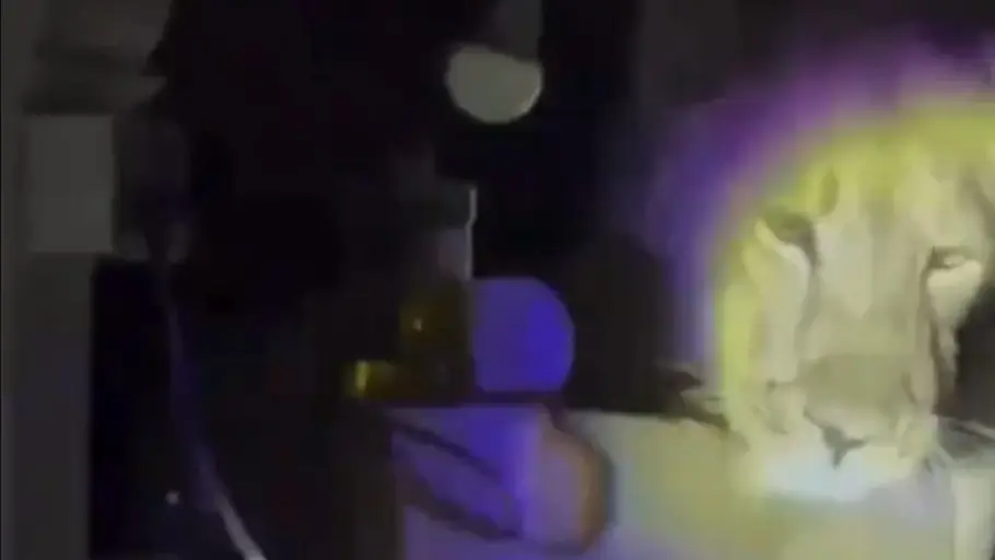 Watch | Lion enters Gujarat house, spotted peeking into the kitchen; video goes viral