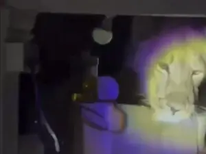 Watch | Lion enters Gujarat house, spotted peeking into the kitchen; video goes viral