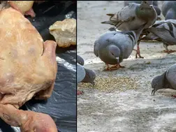 Chinese restaurant caught serving street pigeon as duck, nauseating scenes emerge. Video