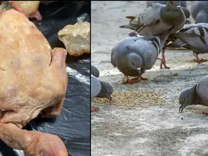 Chinese restaurant caught serving street pigeon as duck, nauseating scenes emerge. Video