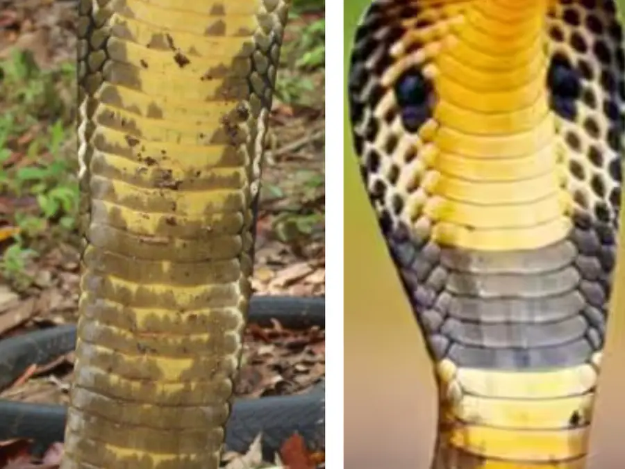 Spotting The Difference Between King Cobra And Cobra