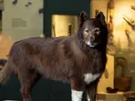 Toco’s $14,000 collie costume sparks creation of Tocotoco zoo