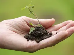 Microplastics meddling with plant photosynthesis, expert calls it 'really scary'