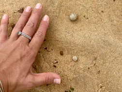 Mysterious balls on shores force nine Australian beaches to shut down