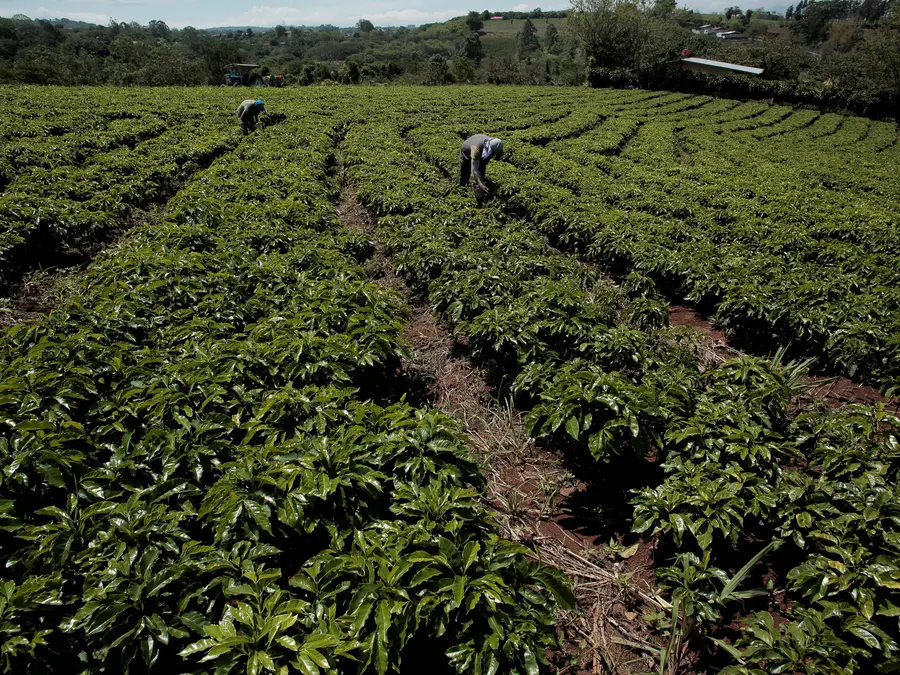 Global coffee prices surge as Brazil records hottest year