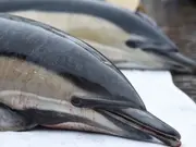 Mass poisoning has killed hundreds of dolphins in California
