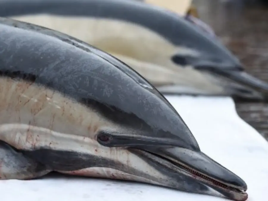 Mass poisoning has killed hundreds of dolphins in California