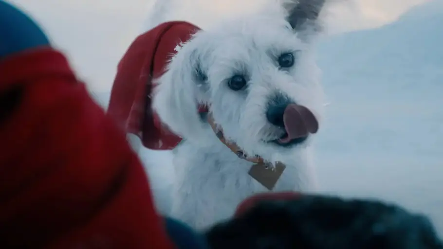 Superman: Netizens can't get enough of Krypto the Superdog