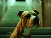 ‘Freak incident’: Man gets shot by his dog using his gun. Know what happened