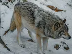 Sweden launches wolf hunt to halve endangered population