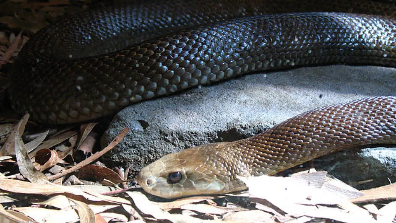 Coastal taipan