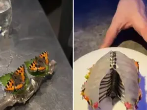 Butterflies, pig blood dessert served at Michelin Star restaurant, woman shares viral video