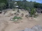 VIDEO: Elephants form 'alert circle' to protect their young when earthquake hits southern California