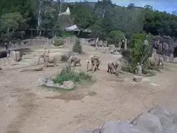 VIDEO: Elephants form 'alert circle' to protect their young when earthquake hits southern California
