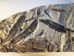 Not from this world? Scientists discover mysterious 'alien plant' fossil near Utah's ghost town