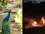 Peacocks heard howling in agony as their abode in Hyderabad is razed
