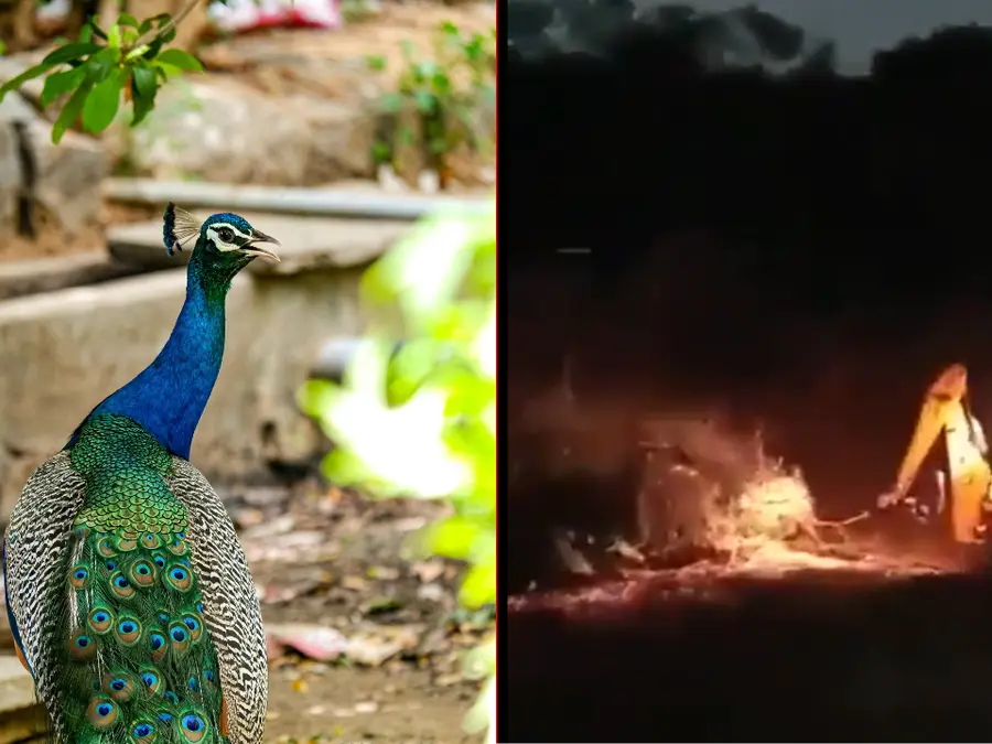 Peacocks heard howling in agony as their abode in Hyderabad is razed