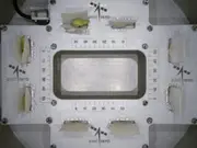 'Life sprouts in space'; ISRO successfully germinates cowpea seeds under microgravity conditions