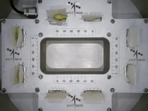 'Life sprouts in space'; ISRO successfully germinates cowpea seeds under microgravity conditions
