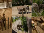 In a blow to animal rights, Colorado court refuses to free five elephants from lifetime of suffering