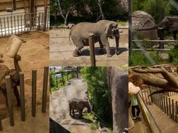 In a blow to animal rights, Colorado court refuses to free five elephants from lifetime of suffering