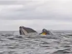 Humpback whale gulps kayaker, then spits him out. Watch goosebumps-inducing video