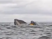 Humpback whale gulps kayaker, then spits him out. Watch goosebumps-inducing video