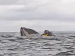 Humpback whale gulps kayaker, then spits him out. Watch goosebumps-inducing video