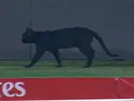 Champions Trophy 2025: Black cat stops play during Afghanistan vs South Africa contest