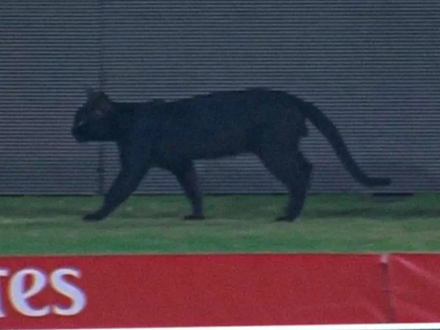 Champions Trophy 2025: Black cat stops play during Afghanistan vs South Africa contest
