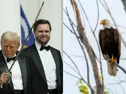 Trump 'trying to drive a knife' through ESA? US proposes allowing harmful human activities in endangered species habitats