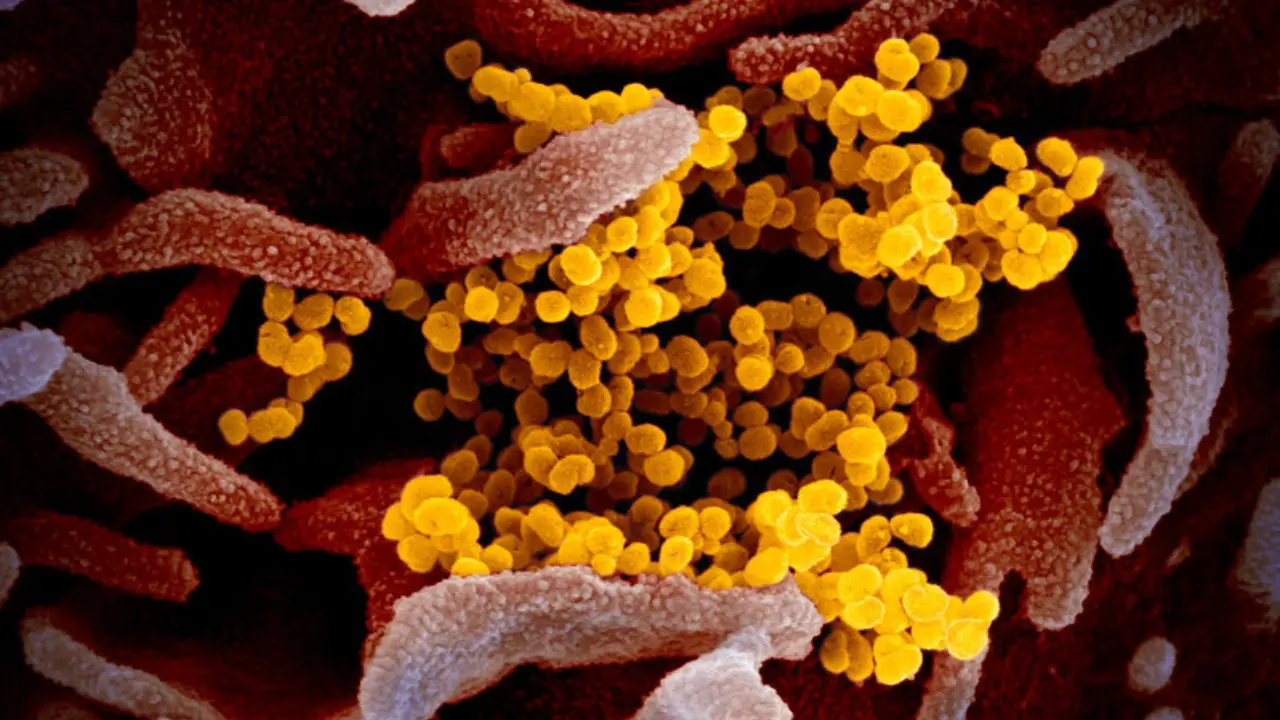 Virus linked to COVID-19 had travelled over 2,700kms before it was detected in Wuhan